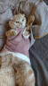 智宙猫咪衣服保暖秋冬季布偶猫背心绒衣宠物小型犬狗狗小猫幼猫防掉毛 高品质兔毛绒-粉色 XL (9-14斤内) 实拍图