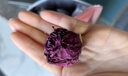 贡苑 【绿色食品】玫瑰花茶花冠大朵90g*2礼盒装 玫瑰花冠端午节礼品 实拍图
