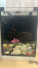 爬将军桌面斗鱼缸超白鱼缸迷你小型家用客厅办公室生态懒人水草缸 15*15*20cm缸（带盖） 实拍图