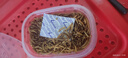 憨憨宠仓鼠用品 面包虫仓鼠保暖木屑浴沙跑轮纸棉营养零食 面包虫盒装 实拍图