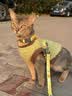 TOUCHDOG它它猫咪牵引绳遛猫绳胸背心式防挣脱工字幼猫链子溜猫绳 彩虹糖 M码【16斤以内】 绳长1.2m 实拍图