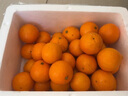 正宗德庆皇帝柑新鲜水果贡柑茂谷10斤广东当季桔子媛爱橘柑沃大果 5斤装中大果 实拍图