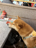 喜宝狗粮成犬幼犬通用型20斤装大中小型泰迪金毛柯基柴犬边牧阿拉斯加 鸡肉+三文鱼+鸡肝/成幼通用20斤 全犬种 实拍图