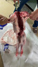 咏华春【官方严选】全羊内蒙古草原散养羔羊肉羊腿整羊后腿肉烤全羊团购 全羊28斤（送礼优选） 实拍图