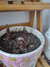 左家花园多个装进口香水百合种球东方花球盆栽庭院花种子四季球根花卉 爱莎16-18cm3球 实拍图