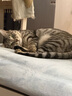 伊纳宝ciao猫零食成猫猫条宠物零食妙好啾噜流质零食布偶猫湿粮鱼条 【散装】金枪鱼混合口味60条 实拍图