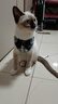 加仕高宠物猫绳胸背带遛猫绳防挣脱猫链子猫咪牵引绳可调节带铃铛S号 实拍图