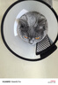伊丽莎白圈猫咪狗狗项圈绝育圈宠物防咬圈术后防舔宠物伊莉莎白圈 【白色款】4号【适用10-15斤】 无规格 实拍图