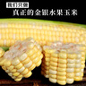 中鲜生云南水果玉米 新鲜甜玉米 现摘玉米棒 生鲜蔬菜可生吃火锅食材 3斤 【净重】约3-5根 实拍图