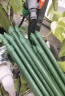 两腿跑【送货上门】爬藤架葡萄黄瓜豆角架种菜花支架庭院园艺花卉支撑杆 粗16mm长240cm10支 特大 实拍图
