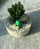 仙人掌盆栽组合多肉植物小仙人球办公室桌面绿植创意生日礼物送礼 栽好成品【绿圆石孔】A套餐含摆件 实拍图