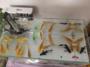 YEE鱼缸金晶超白金鱼裸缸8060家用客厅桌面小草缸龟缸玻璃生态溪流缸 60x30x35【过滤+灯套餐】 实拍图