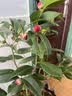 绿盼茶花肥料专用有机肥营养四季植物花卉盆栽防掉花苞黄叶 实拍图
