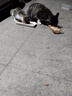 顽皮（Wanpy）猫罐头 泰国原装进口猫咪罐头 宠物猫零食湿粮成猫食品 吞拿鱼＋鲣鱼85g*6罐 实拍图