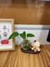 京东鲜花招财猫水培花瓶家居客厅装饰品办公桌面工位摆件水养器皿花盆摆设 实拍图