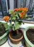 步恋【带花苞发货】重瓣三角梅大棵庭院阳台室内植物花卉盆栽树苗爬藤 重瓣红【带花发货】 福建基地【含育苗盆土】 实拍图
