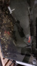 森悠（SARYOR）孔雀鱼纯种观赏鱼小型淡水好养热带鱼活体斑马金鱼凤尾鱼繁殖 孔雀鱼套餐1 实拍图
