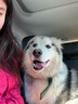 加仕高狗狗项圈中大型犬项圈宠物脖圈金毛萨摩帆布狗圈 双排孔 实拍图