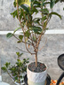 临雅四季桂花盆栽树苗浓香型新中式盆景矮桩绿植桌面办公室内盆栽植物 精品四季桂+加纹盆 实拍图