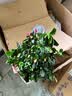 萌肉居杜鹃花四季种植盆栽花卉室内外开花植物杜鹃花苗原盆源头直发 实拍图