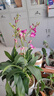 劉閣蘭花双色泼墨石斛兰盆栽兰花苗 红+紫薇组5支花剑配冰裂盆源头直发 实拍图