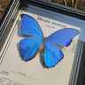大蓝闪蝶标本【真蝴蝶标本】稀有进口天堂凤蝶摆件 大蓝闪蝶 10寸框 实拍图