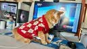 宜品达宠物猫咪衣服保暖冬天小狗狗毛衣秋冬保暖加厚比熊泰迪小猫咪衣服 菱形刺绣樱桃毛衣-套头款 M：胸围39cm【建议7-9斤】 实拍图