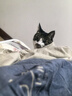 贵为（GiGwi）电动发声猫玩具小猫幼猫自嗨解闷逗磨牙耐咬猫咪玩具逗猫棒蓝鹦鹉 实拍图