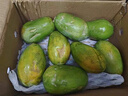 益生恩海南金钻凤梨带叶菠萝精选品质皮薄眼小当季新果香味浓郁脆甜多汁 大果9斤装（净重8.5-9斤） 实拍图