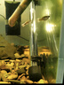 创星鱼缸加热棒电加热器自动恒温水族箱小型乌龟缸加温棒 【自动恒温】适25L缸内蓝头HCH-50W 实拍图