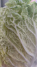 有机汇有机白菜 黄心胶东大白菜 有机蔬菜无农残生鲜 基地自产新鲜直发 1000g 实拍图