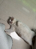 派得猫粮 幼猫成猫 英短蓝猫布偶流浪猫美短全价全阶段通用猫咪主粮 鲜肉配方丨牛肉味20斤丨送猫条 实拍图