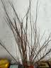 萌肉居雪柳水培植物花卉龙柳插花鲜枝干枝约45cm30支+营养液源头直发 实拍图