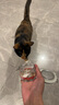 K9 NATURAL新西兰营养k9冻干猫主食高蛋白生骨肉猫粮肉粒发腮 鸡肉羊心320g 实拍图