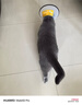 伊丽莎白圈猫咪狗狗项圈绝育圈宠物防咬圈术后防舔宠物伊莉莎白圈 【白色款】4号【适用10-15斤】 无规格 实拍图