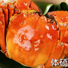 【活蟹】湖鲜阳澄 大闸蟹 去绳足重 3.5-3.8两 10只 鲜活六月黄现货超大螃蟹海鲜礼盒装 实拍图