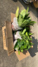 植男植女发财树招钱树天堂鸟金钱树幸福树白掌大绿植室内办公室客厅绿植 【散尾葵】100-120cm 菱形盆 白色圆柱形双层树脂盆 实拍图