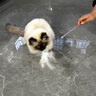 华元宠具（hoopet）仙女逗猫棒猫咪玩具互动自嗨解闷长杆羽毛带铃铛小猫宠物用品套装 实拍图
