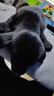佳木为香中华田园犬幼犬土狗宠物狗活体宠物土松土猎活宠小狗大黄狗小奶狗 混血级 纯黑田园犬 公 实拍图