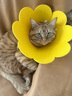 欢宠网伊丽莎白圈猫狗宠物猫咪狗狗绝育项圈软头套脖套防舔防咬脖圈耻辱 实拍图