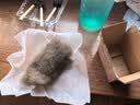 多肉组合盆栽阳台盆栽喜阳植物新手福利按图发货品种花卉好养 可爱嘟嘟四种【不带盆土】 实拍图