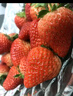 三萌果蔬丹东草莓【JD顺丰空运】99红颜奶油草莓多地次日达新鲜水果年货礼 3斤甄选装净2.8斤【超划算-高复购率】 SS+级【巨无霸果】单果40-50g 实拍图