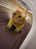 欢宠网宠物猫咪狗狗衣服小狗猫衣服泰迪柯基比熊小型犬小猫幼犬猫猫衣服 实拍图