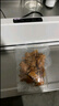 拜杰真空封口机可商用全自动抽真空包装机抽真空机真空压缩封口机塑封机干湿两用不挑袋封口机  实拍图