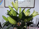 悦多彩AB级优质香水百合 家庭办公室各色生活鲜花 昆明基地 现采直发 黄色百合20朵（双头10枝） 实拍图