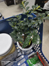 开时果 小叶紫檀盆栽桌面绿植黑骨茶 好养活办公室内花卉植物盆景摆件 独杆款：小叶紫檀+原生土盆 实拍图