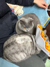 维克药浴派奥洁猫藓猫癣真菌感染沐浴露宠物狗狗螨虫康泰乐猫咪皮肤病 派奥洁（真菌感染）+洗澡刷 实拍图