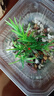 森森（SUNSUN）鱼缸造景水族装饰水草植物摆件水族箱造景仿真水草前中景草 ZJ-101B 实拍图