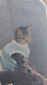 欢宠网宠物猫咪绝育服猫手术服母猫衣服断奶术后恢复幼小猫猫透气防舔衣 实拍图