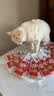 珍致（FancyFeast）珍致猫条猫零食喵酱之吻泰国进口软罐头成幼猫湿粮 【鸡肉+苹果40g*10】 实拍图